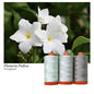 Aurifil 50wt 3-Spool Set Frangipani