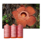 Aurifil 50wt 3-Spool Set Stinking Corpse Lily