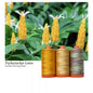 Aurifil 50wt 3-Spool Set Golden Shrimp Plant