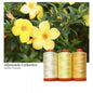 Aurifil 50wt 3-Spool Set Golden Trumpet