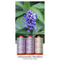 Aurifil 50wt 3-Spool Set Hawaiian Blue Ginger