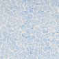 Batiks Exp Tjaps - Little Boy Blue for patchwork, quilting and sewing