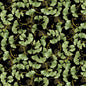 Imperial Bloom - Green Gingko w/Metallic