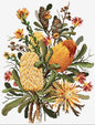 Banksias Cross Stitch Pattern by Country Threads