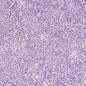 Batiks Exp Tjaps - LAVENDER - Everything Fabric