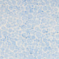 Batiks Exp Tjaps - Little Boy Blue - Everything Fabric