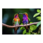 Pair of Hummingbirds Panel 438 mm x 286 mm - Everything Fabric